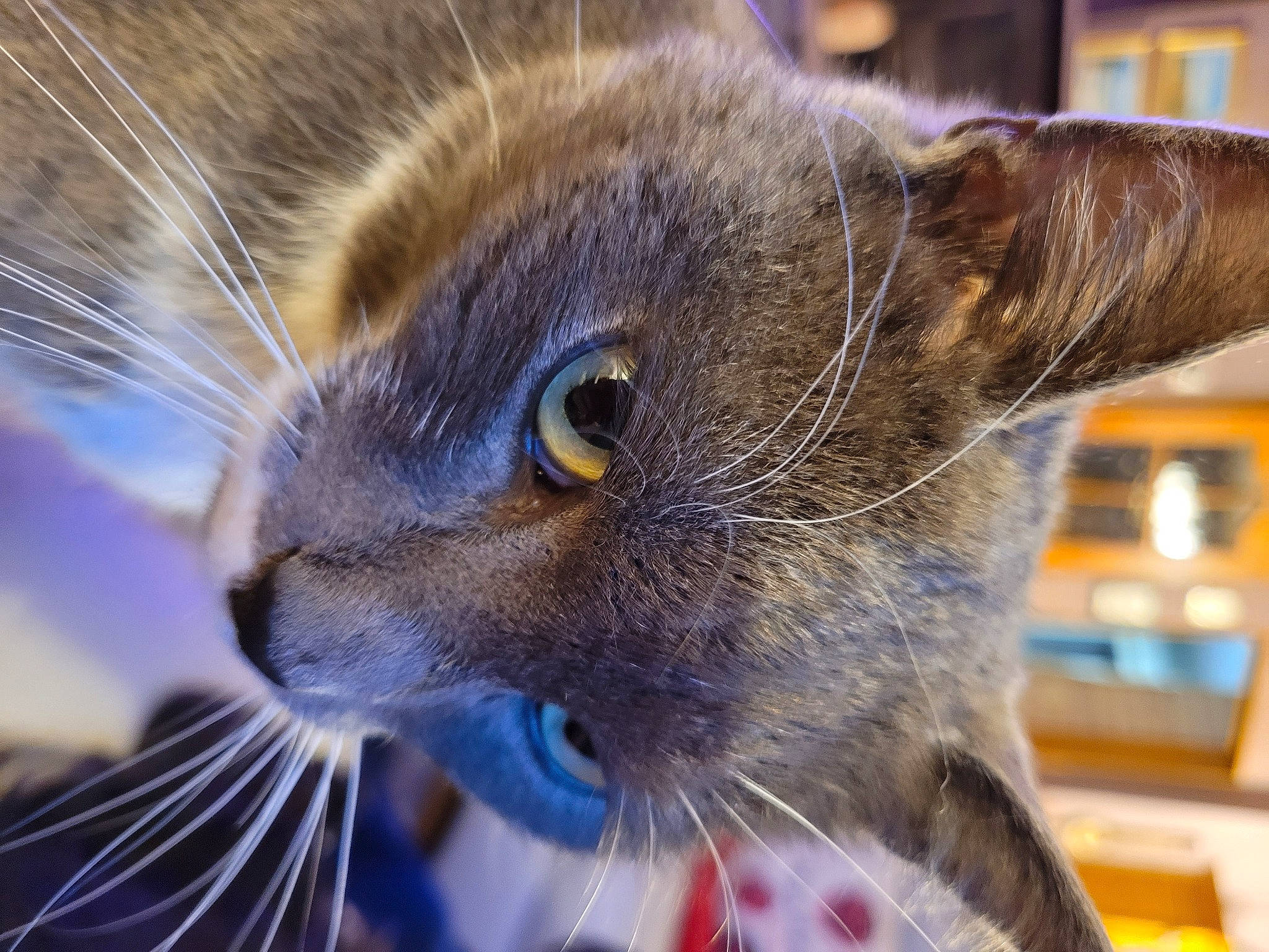 Nemo participe au concours pour gagner de l'argent avec cette photo : carnivore, cat, claw, close_up, comfort, curious, domestic_short_haired_cat, ear, electric_blue, eye, fawn, felidae, fur, head, iris, small_to_medium_sized_cats, snout, terrestrial_animal, whiskers, wildlife