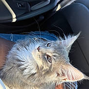 Robin is registered to the contest to win money with this photo: cat, gray_cat, fluffy_fur, whiskers, car_interior, sunlight, person_hand, denim, seat, window_light, pet, companion, closeup, feline, relaxed, indoors, transportation, travel, cozy, portrait