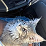 cat, gray_cat, fluffy_fur, whiskers, car_interior, sunlight, person_hand, denim, seat, window_light, pet, companion, closeup, feline, relaxed, indoors, transportation, travel, cozy, portrait