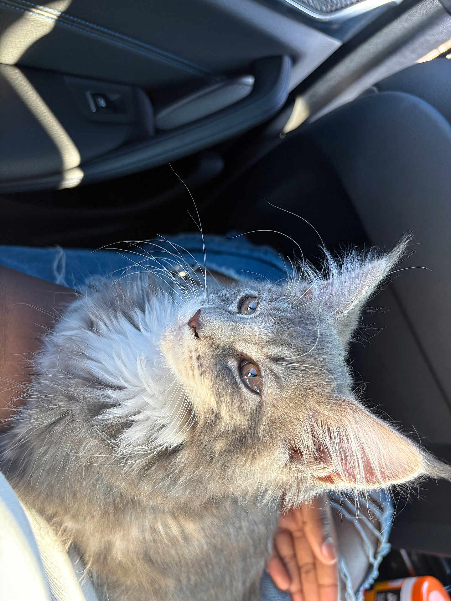 Robin is registered to the contest to win money with this photo: cat, gray_cat, fluffy_fur, whiskers, car_interior, sunlight, person_hand, denim, seat, window_light, pet, companion, closeup, feline, relaxed, indoors, transportation, travel, cozy, portrait