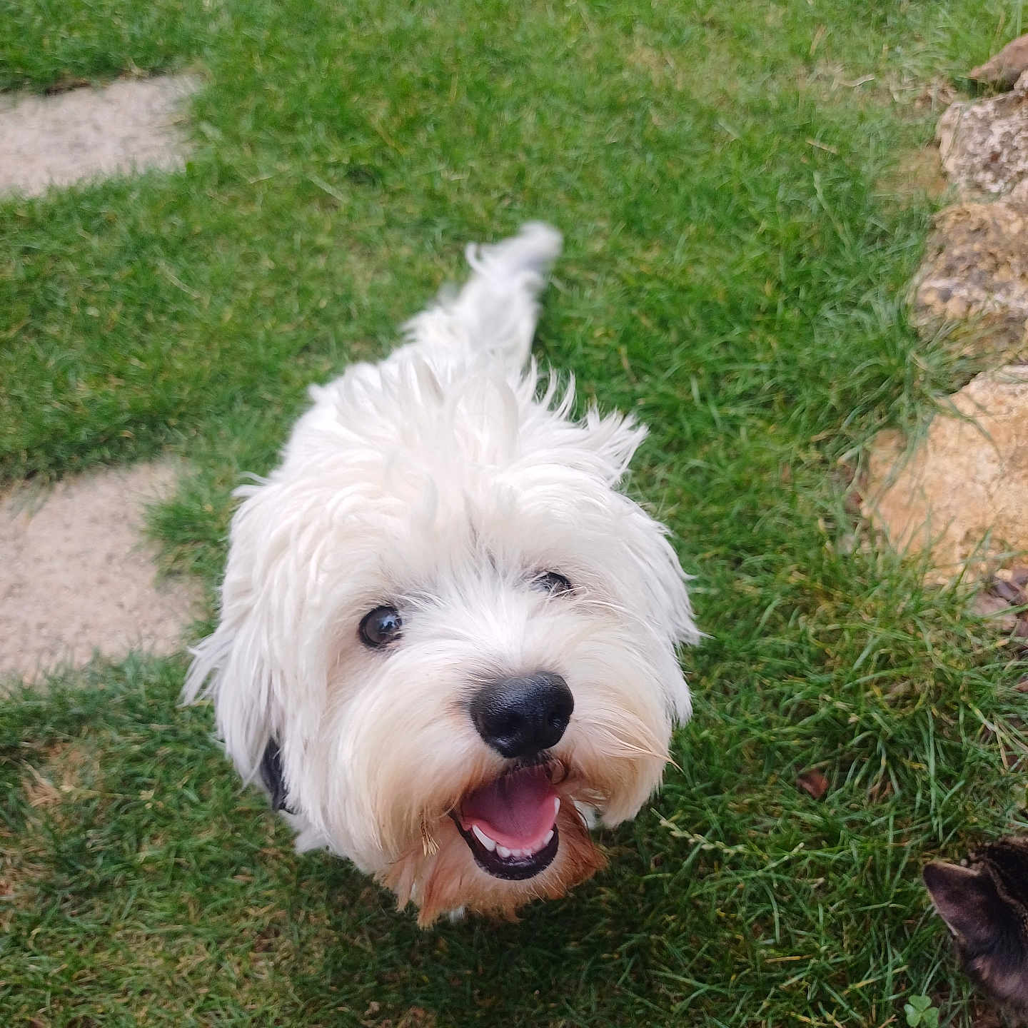 Chipie participe au concours pour gagner de l'argent avec cette photo : animal, ball, canine, cat, dog, field, football, grass, grassland, lawn, outdoors, pet, plant, puppy, rock, soccer, soccerball, sport, terrier, whitedog