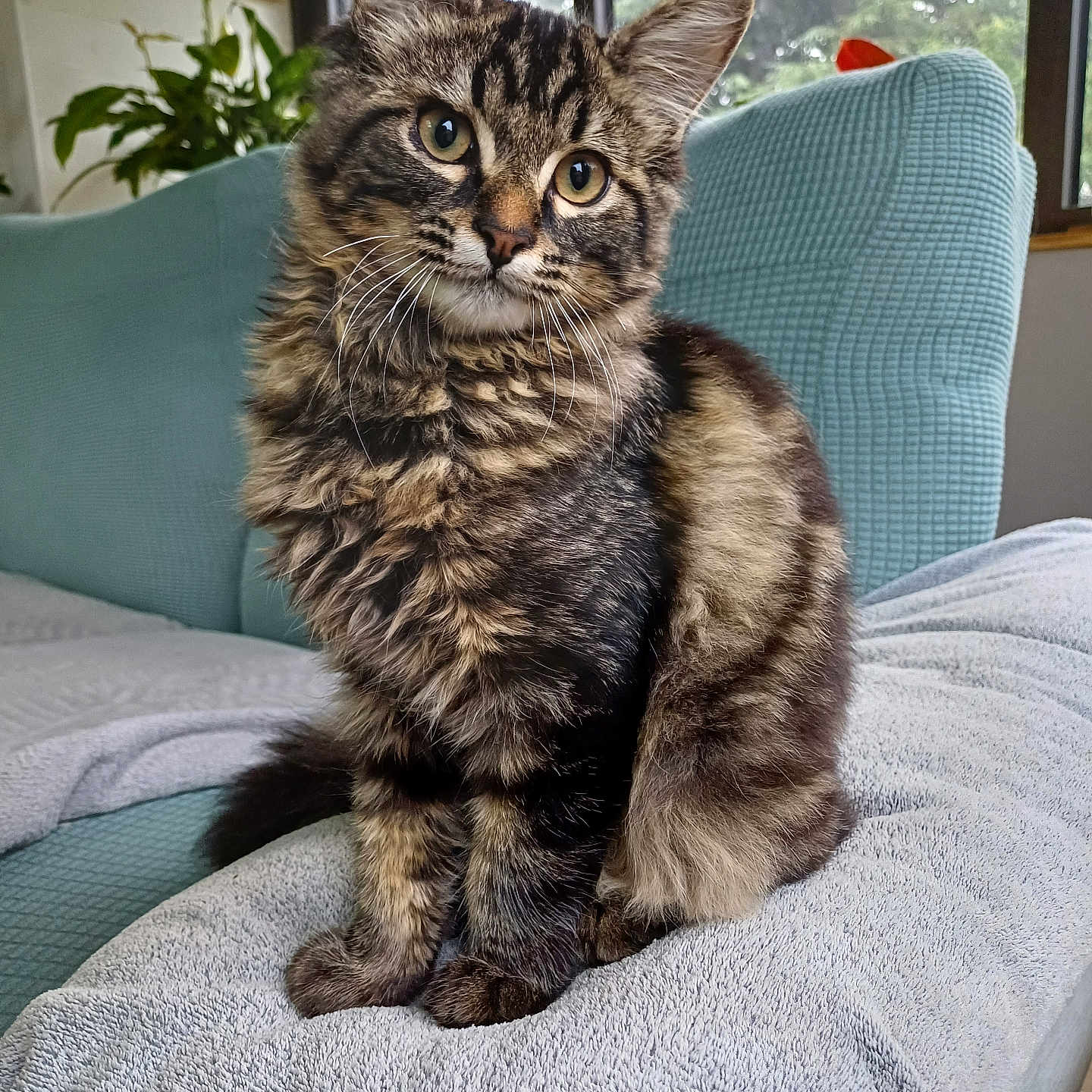 Simba