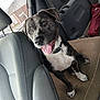 Spirit joined the competition — help win amazing prizes! animal, brindle, car_interior, collar, companion, cushion, cute, dog, door_panel, happy, indoor, mammal, paw, pet, seat, seatbelt, smiling, tongue_out, transportation, window