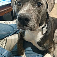 Spirit is registered to the contest to win money with this photo: black, brown, canine, close_up, clothing, collar, curious, dog, fur, furniture, home, indoor, paw, person, pet, plaid, resting, sofa, television, white