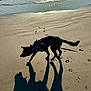animal, beach, clouds, coast, dog, footprints, leash, nature, ocean, outdoor, pet, playful, reflection, sand, shadow, sky, sunlight, sunset, water, waves