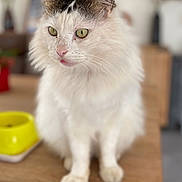 Blanco participe au concours pour gagner de l'argent avec cette photo : animal, black_markings, blurred_background, calm, cat, close_up, cute, domestic_cat, feline, fluffy, food_bowl, green_eyes, household, indoor, pet, pink_nose, sitting, whiskers, white_cat, wooden_table
