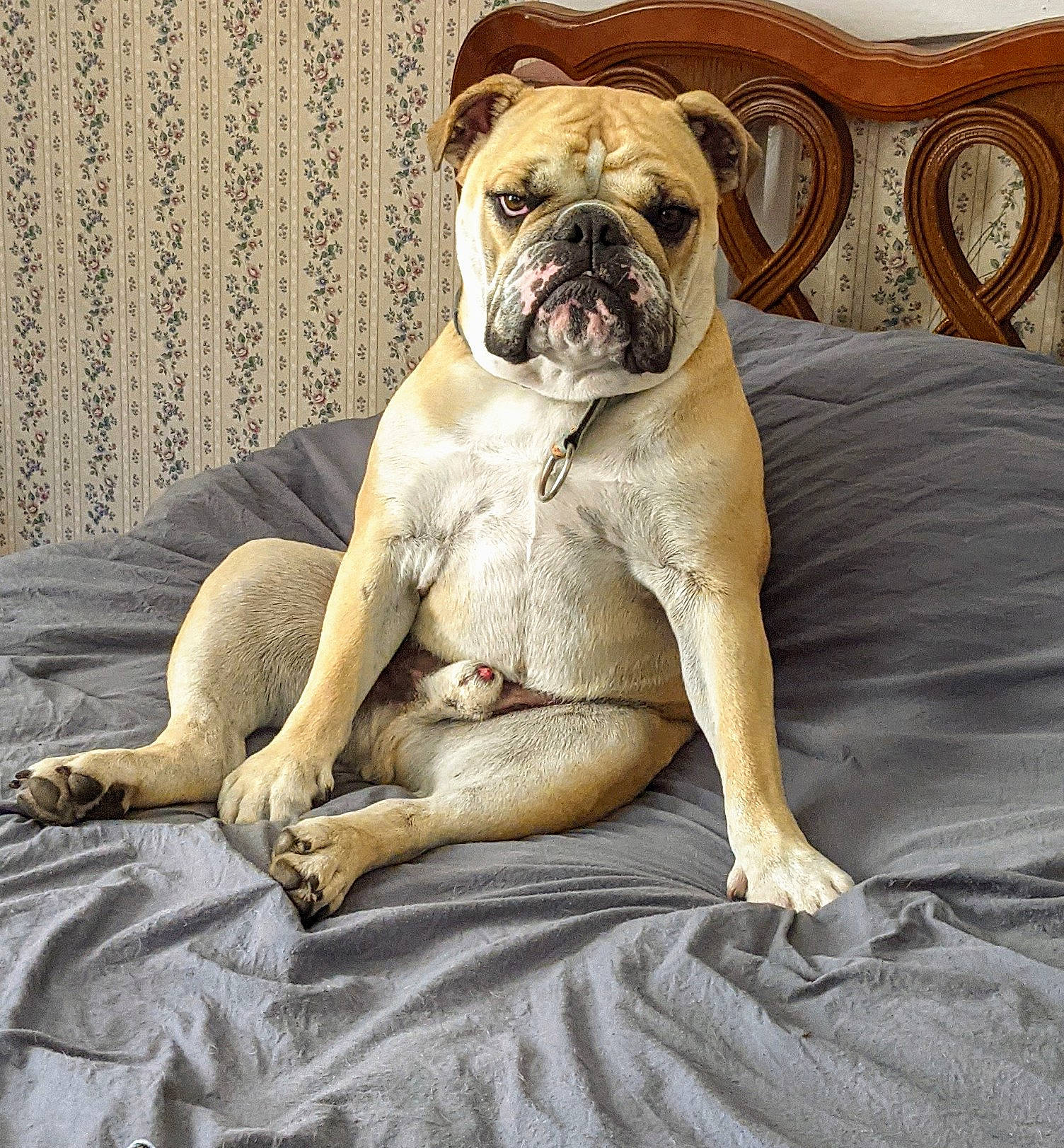 Arnie joined the competition — help win amazing prizes! ancient_dog_breeds, bulldog, canidae, carnivore, comfort, companion_dog, dog, dog_breed, fawn, molosser, paw, plant, snout, sporting_group, terrestrial_animal, toy_dog, whiskers, wood, working_animal, wrinkle