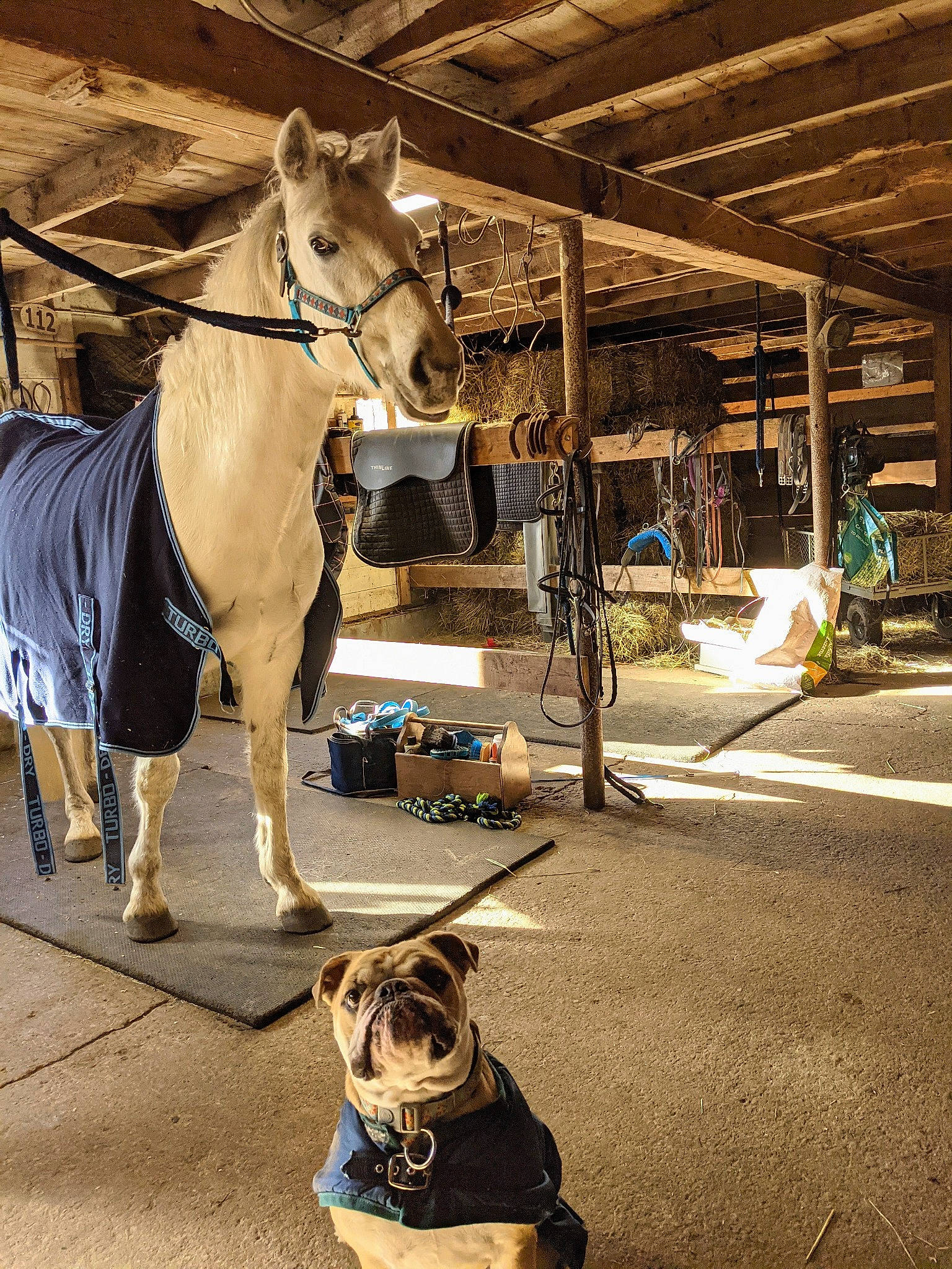 Arnie is registered to the contest to win money with this photo: asphalt, bit, bridle, carnivore, collar, companion_dog, dog, horse, horse_supplies, horse_tack, landscape, livestock, mane, pack_animal, rein, road_surface, snout, sunglasses, wood, working_animal