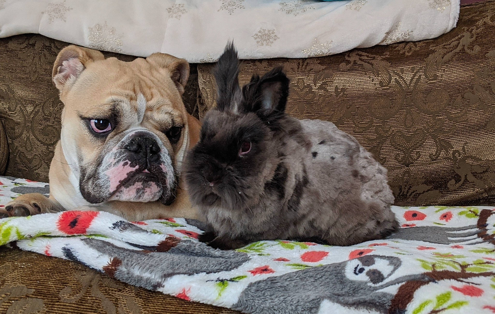 Arnie joined the competition — help win amazing prizes! bulldog, canidae, carnivore, comfort, companion_dog, dog, dog_breed, dog_supply, fawn, french_bulldog, fur, grass, linens, snout, sporting_group, terrestrial_animal, toy_dog, whiskers, working_animal, wrinkle