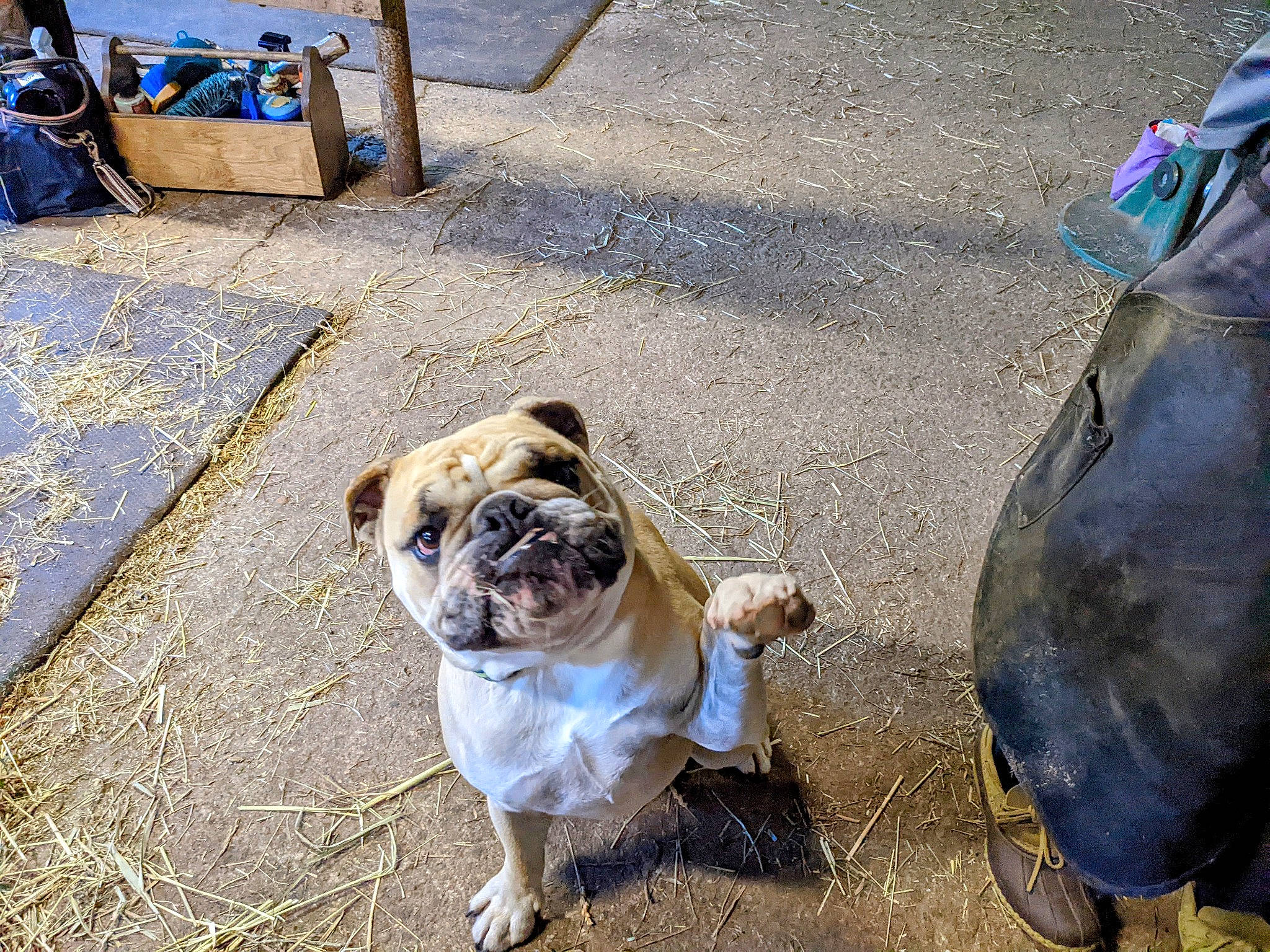 Arnie is registered to the contest to win money with this photo: automotive_tire, blue, canidae, carnivore, collar, companion_dog, dog, dog_breed, dog_collar, fawn, fender, grass, mammal, pug, road_surface, snout, sporting_group, toy_dog, working_animal, wrinkle