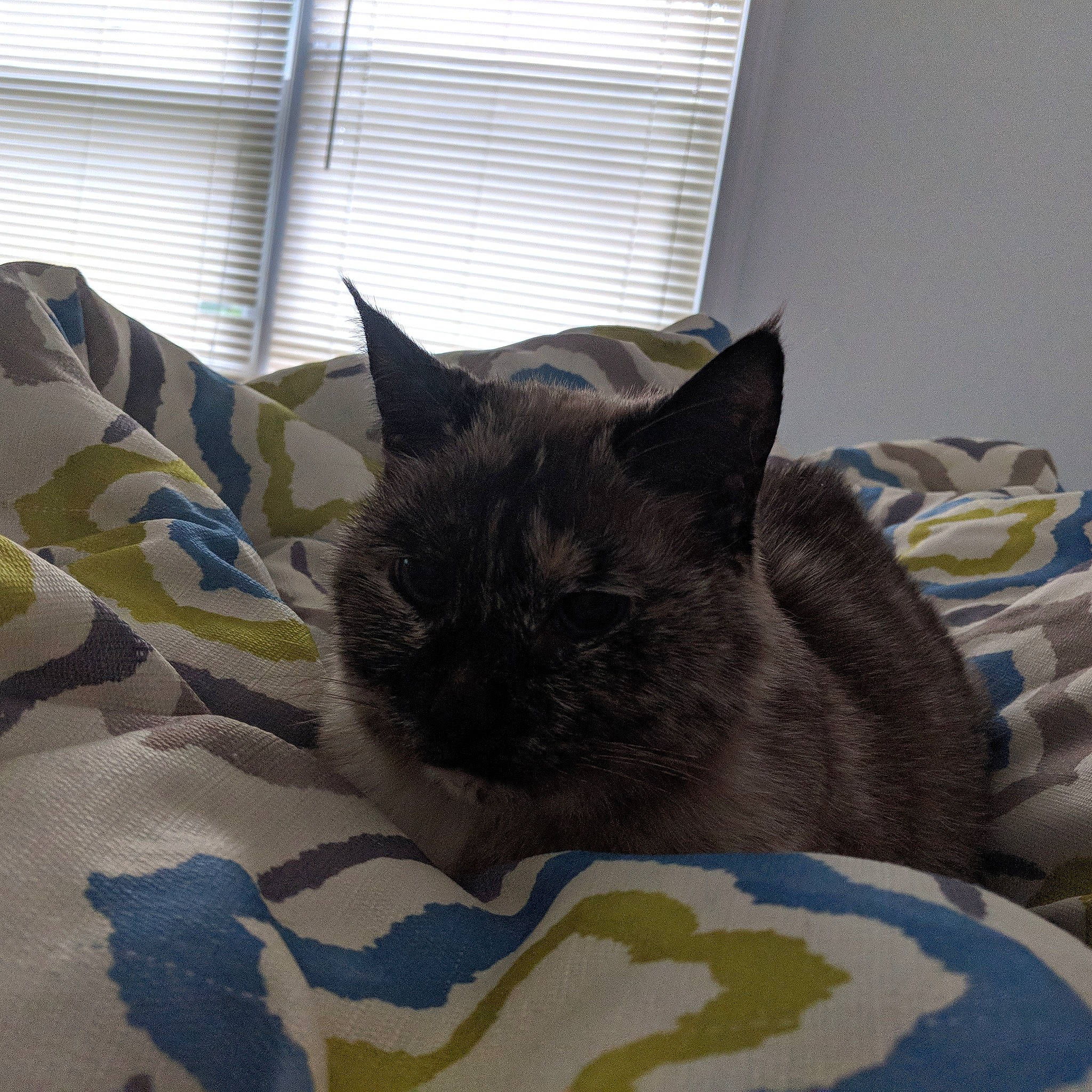 Amber is registered to the contest to win money with this photo: bed, bed_sheet, bedding, bedroom, black_cat, carnivore, cat, cat_supply, comfort, domestic_short_haired_cat, felidae, fur, grey, linens, nap, room, small_to_medium_sized_cats, whiskers, window, window_blind