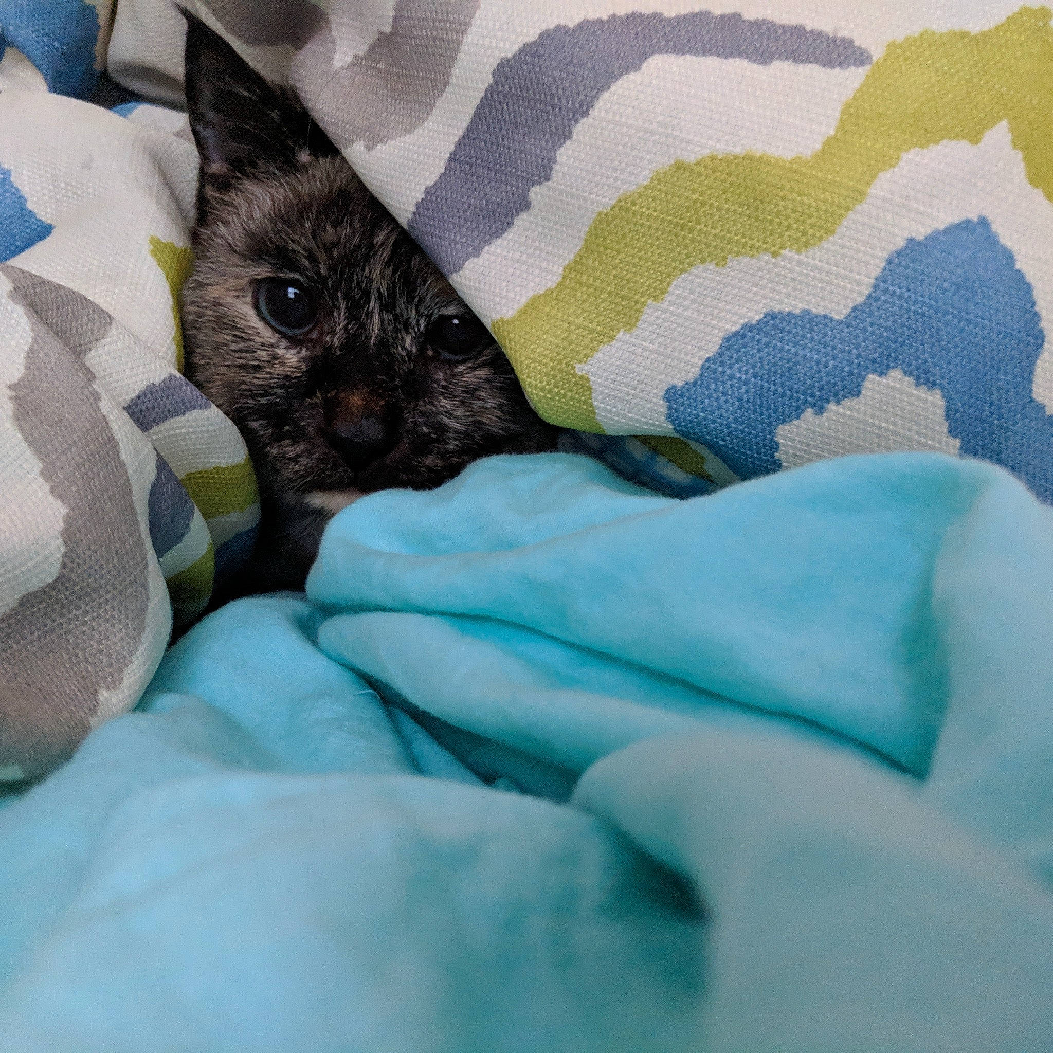 Amber joined the competition — help win amazing prizes! bed, bedding, carnivore, cat, comfort, companion_dog, couch, dog_breed, duvet, electric_blue, felidae, fur, grey, linens, nap, pillow, small_to_medium_sized_cats, tail, vehicle, whiskers