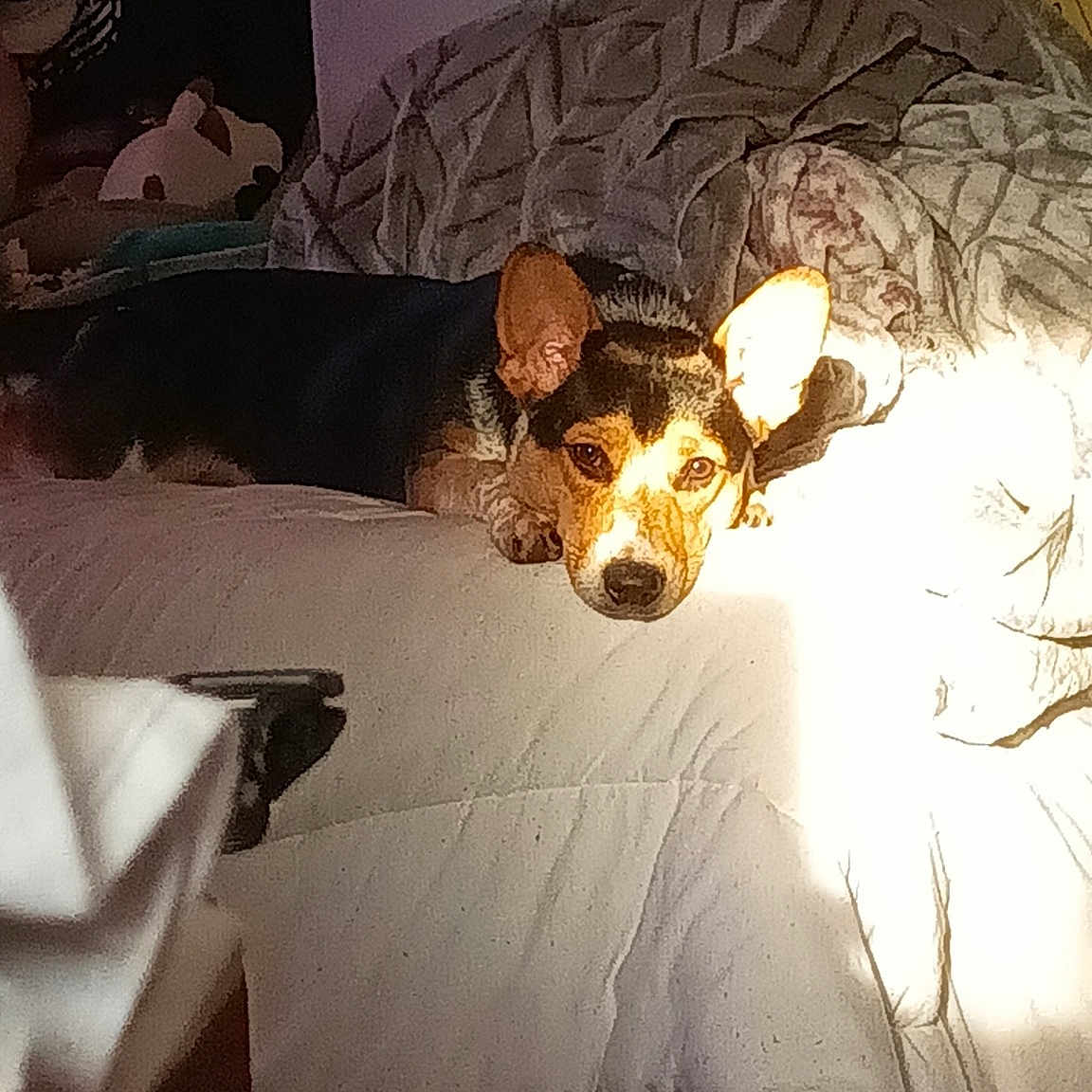 Xena joined the competition — help win amazing prizes! art, ceiling, darkness, dog, event, fashion_accessory, font, lampshade, light_fixture, lighting_accessory, metal, paper, room, space, still_life_photography, textile, tints_and_shades, twig, visual_arts, wood