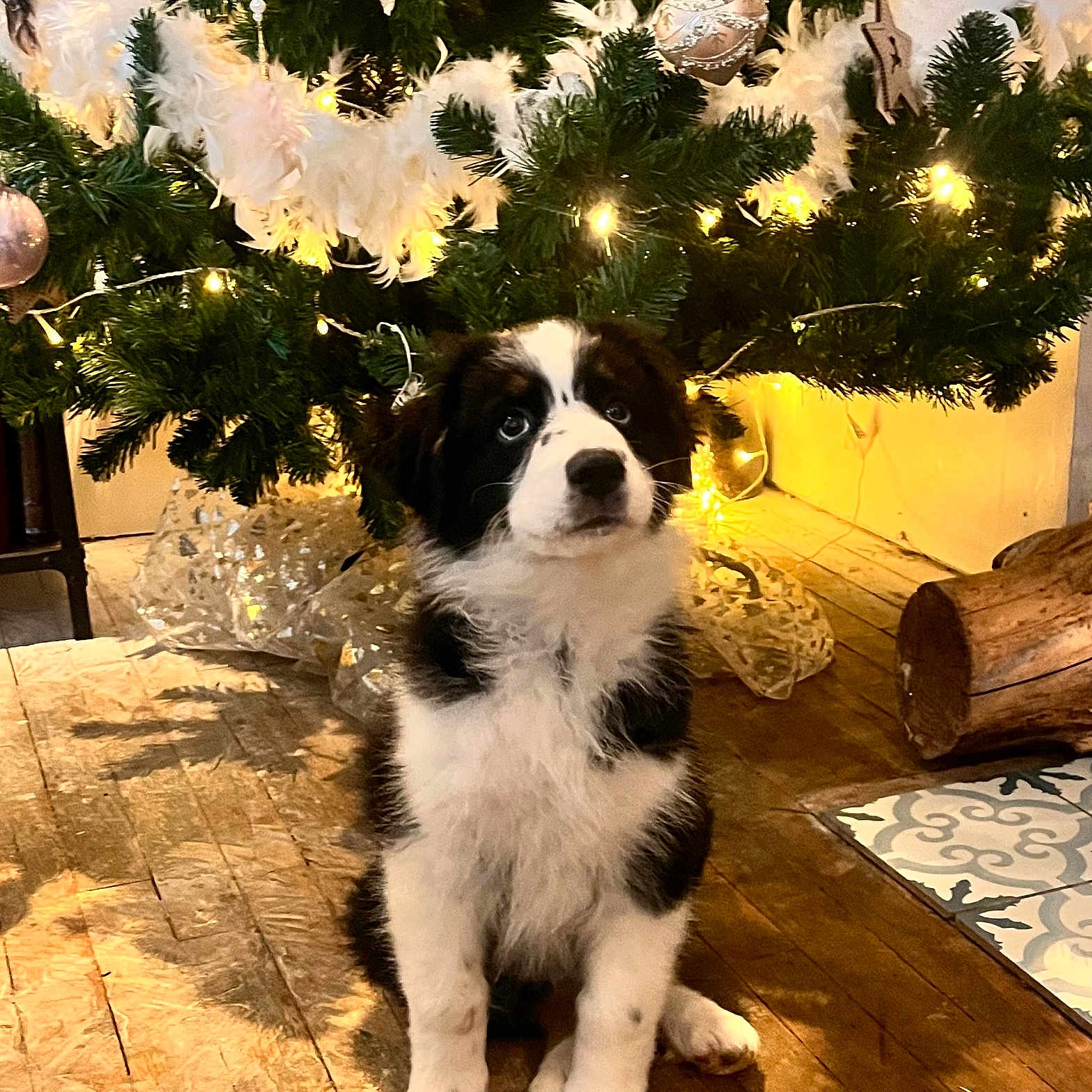 Vasco participe au concours pour gagner de l'argent avec cette photo : animal, bird, canine, christmas, christmasdecorations, christmastree, christmastreeornaments, cockerspaniel, conifer, dog, dogbed, festival, hardwood, husky, pet, plant, puppy, saintbernard, tree, wood