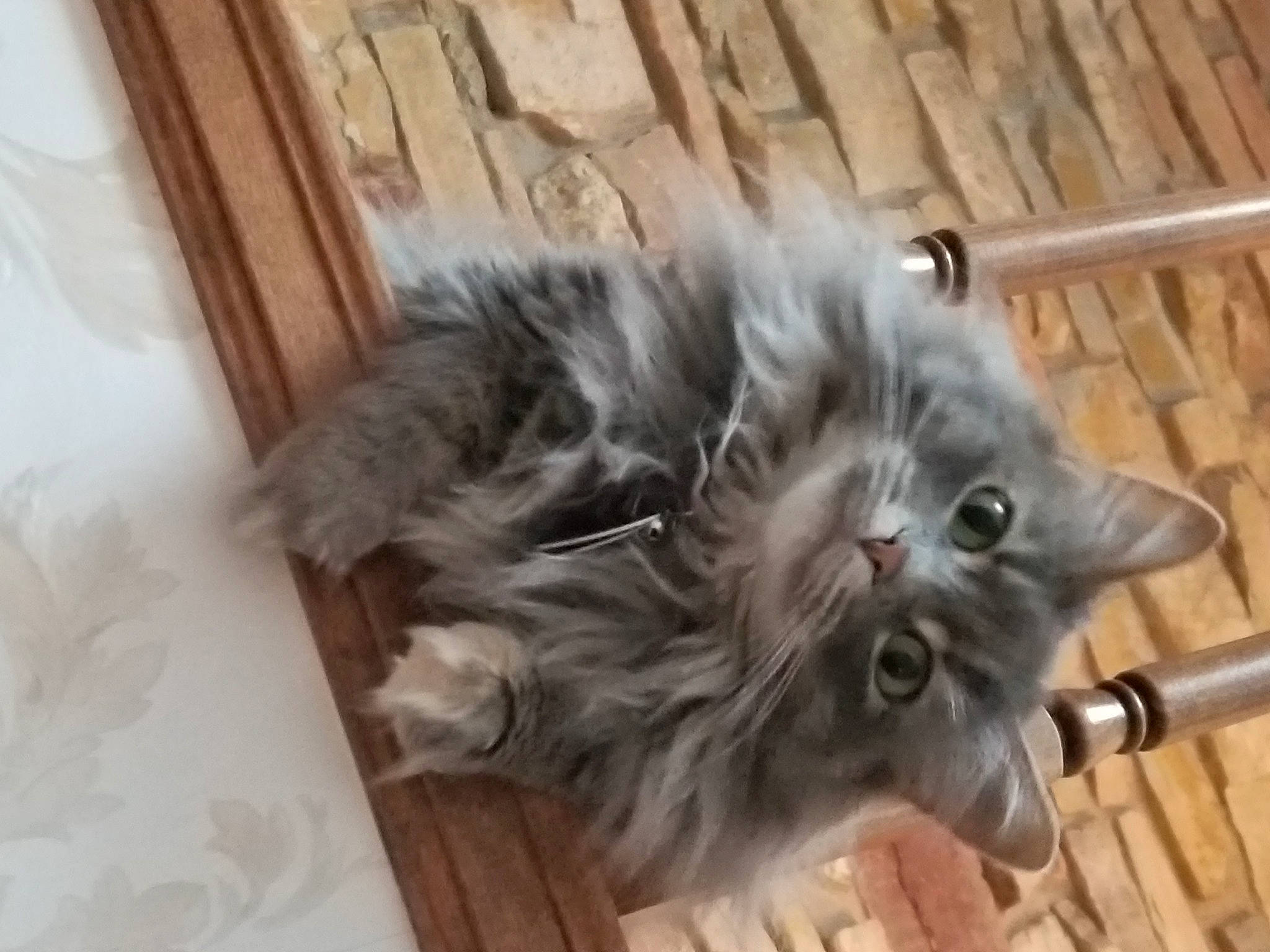 Cinder joined the competition — help win amazing prizes! british_longhair, carnivore, cat, claw, companion_dog, felidae, flooring, fur, hardwood, paw, ragdoll, small_to_medium_sized_cats, tail, terrestrial_animal, whiskers, wood, wood_stain
