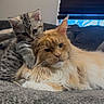 cat, kitten, orange_cat, tabby_kitten, pets, feline, cute, fluffy, animal, companionship, cuddle, indoor, resting, cozy, friendship, soft_texture, whiskers, ears, bed, blanket