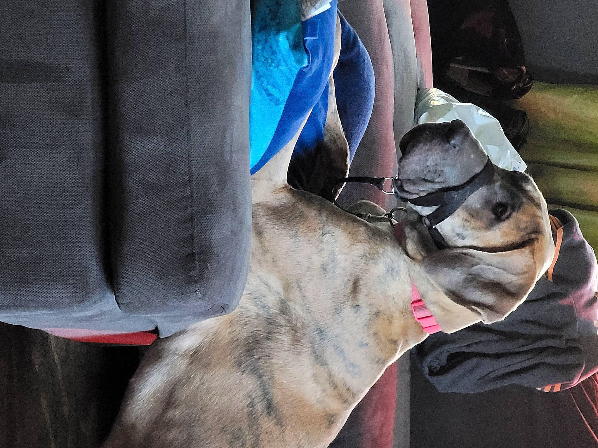 Katana is registered to the contest to win money with this photo: carnivore, collar, comfort, companion_dog, denim, dog, dog_breed, dog_collar, electric_blue, fawn, fur, grey, human_leg, leash, personal_protective_equipment, snout, sporting_group, street_fashion, textile, working_animal