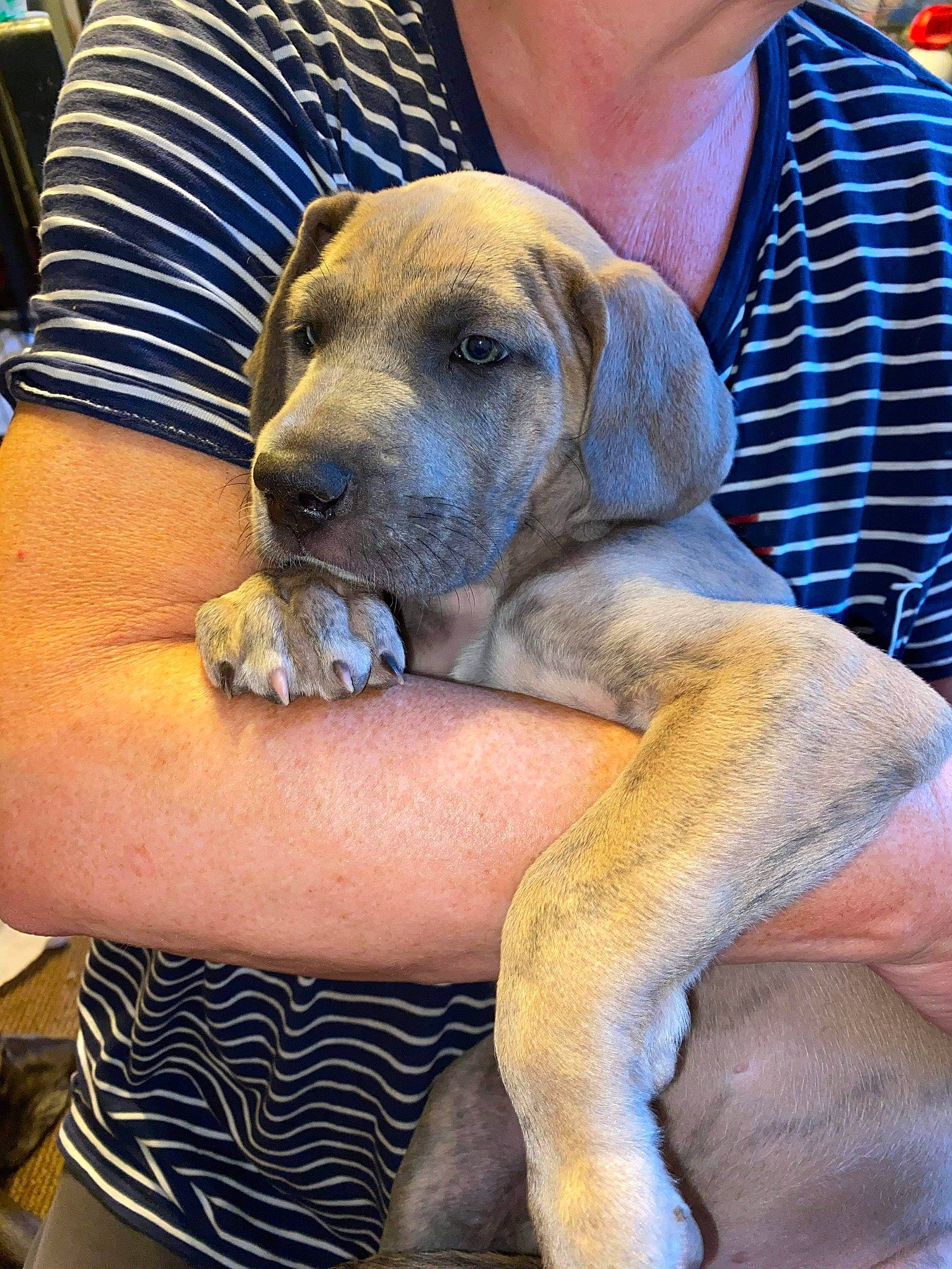 Katana joined the competition — help win amazing prizes! canidae, carnivore, companion_dog, dog, dog_breed, fawn, guard_dog, hound, hunting_dog, sitting, snout, sporting_group, working_animal, working_dog