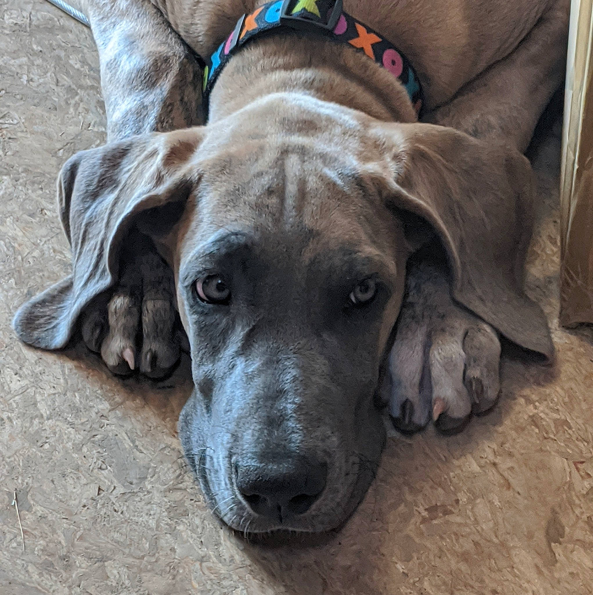 Katana is registered to the contest to win money with this photo: canidae, carnivore, collar, companion_dog, dog, dog_breed, dog_collar, dog_supply, ear, fawn, fur, great_dane, guard_dog, liver, pet_supply, snout, sporting_group, whiskers, working_animal, wrinkle