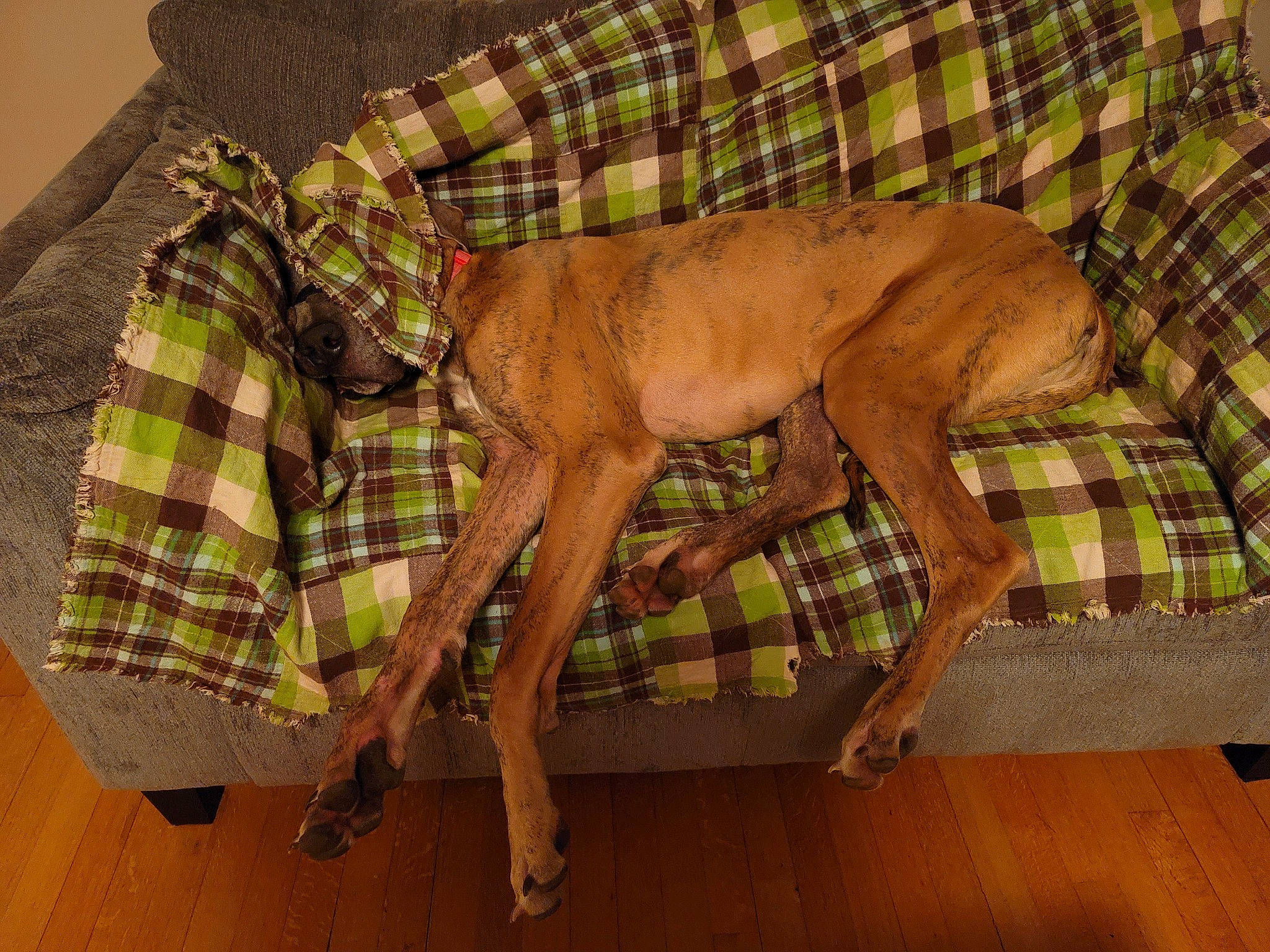 Katana joined the competition — help win amazing prizes! brown, carnivore, collar, comfort, companion_dog, dog, dog_breed, fawn, flooring, hardwood, liver, pattern, plaid, sleeve, tartan, terrestrial_animal, wood, wood_flooring, wood_stain, working_animal