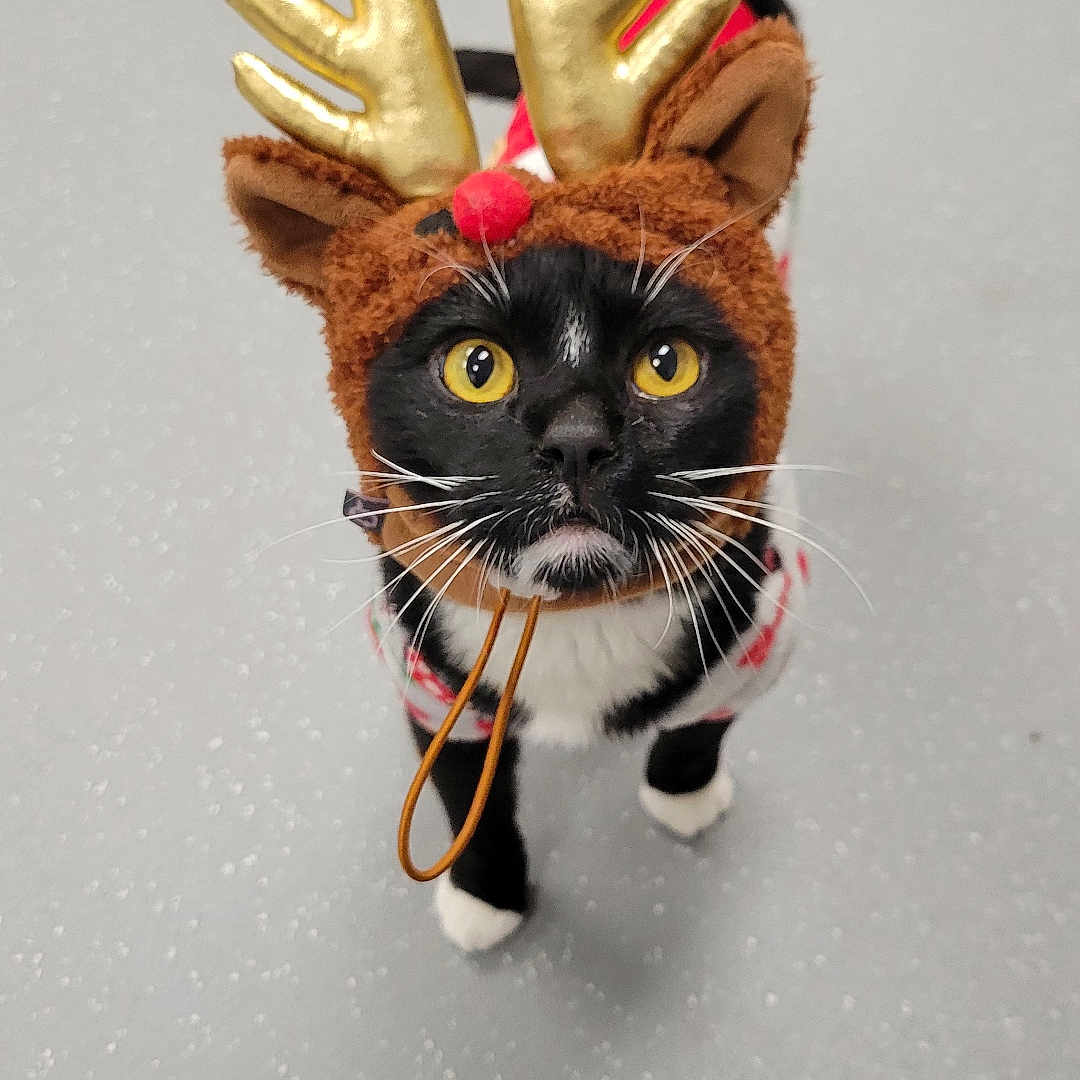 Tony joined the competition — help win amazing prizes! animal, bodypart, cat, claw, clothing, electronics, face, figurine, finger, glove, hand, hardware, head, kitten, manx, person, pet, photography, portrait, wood