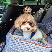 Cider joined the competition — help win amazing prizes! back_seat, car_door, car_interior, companion, cozy, cute, dog, dog_seat, flower_accessory, fluffy, greenery, harness, leash, pet, pup, seat, seat_belt, small_dog, travel, window