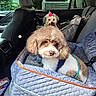 back_seat, car_door, car_interior, companion, cozy, cute, dog, dog_seat, flower_accessory, fluffy, greenery, harness, leash, pet, pup, seat, seat_belt, small_dog, travel, window