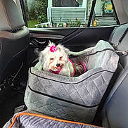 Chanel is registered to the contest to win money with this photo: animal, backseat, car_interior, car_seat, comfortable, decorations, dog, domestic, furry, leash, pet, pink_bow, pink_harness, plants, porch, quilted_bed, resting, seatbelt, suburban, window