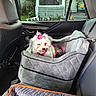 animal, backseat, car_interior, car_seat, comfortable, decorations, dog, domestic, furry, leash, pet, pink_bow, pink_harness, plants, porch, quilted_bed, resting, seatbelt, suburban, window