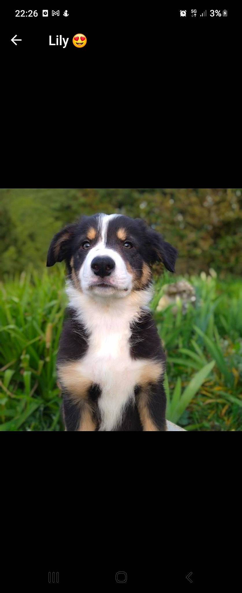 Tapouf participe au concours pour gagner de l'argent avec cette photo : ball, bernese_mountain_dog, border_collie, canidae, carnivore, companion_dog, dog, dog_breed, fur, grass, gun_dog, herding_dog, plant, sporting_group, terrestrial_animal, terrestrial_plant, tree, whiskers, working_animal, working_dog