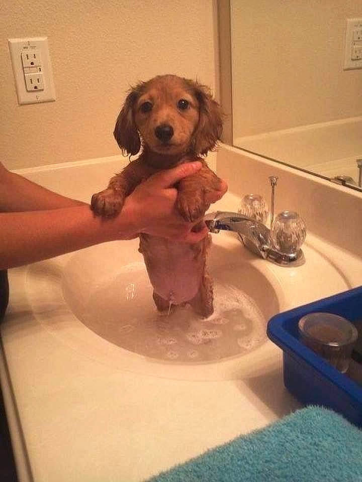 Augie joined the competition — help win amazing prizes! bathing, bathroom, carnivore, ceramic, companion_dog, dog, dog_breed, floor, flooring, fun, interior_design, light_switch, mammal, plumbing, plumbing_fixture, room, tap, toy, wall_plate, wood