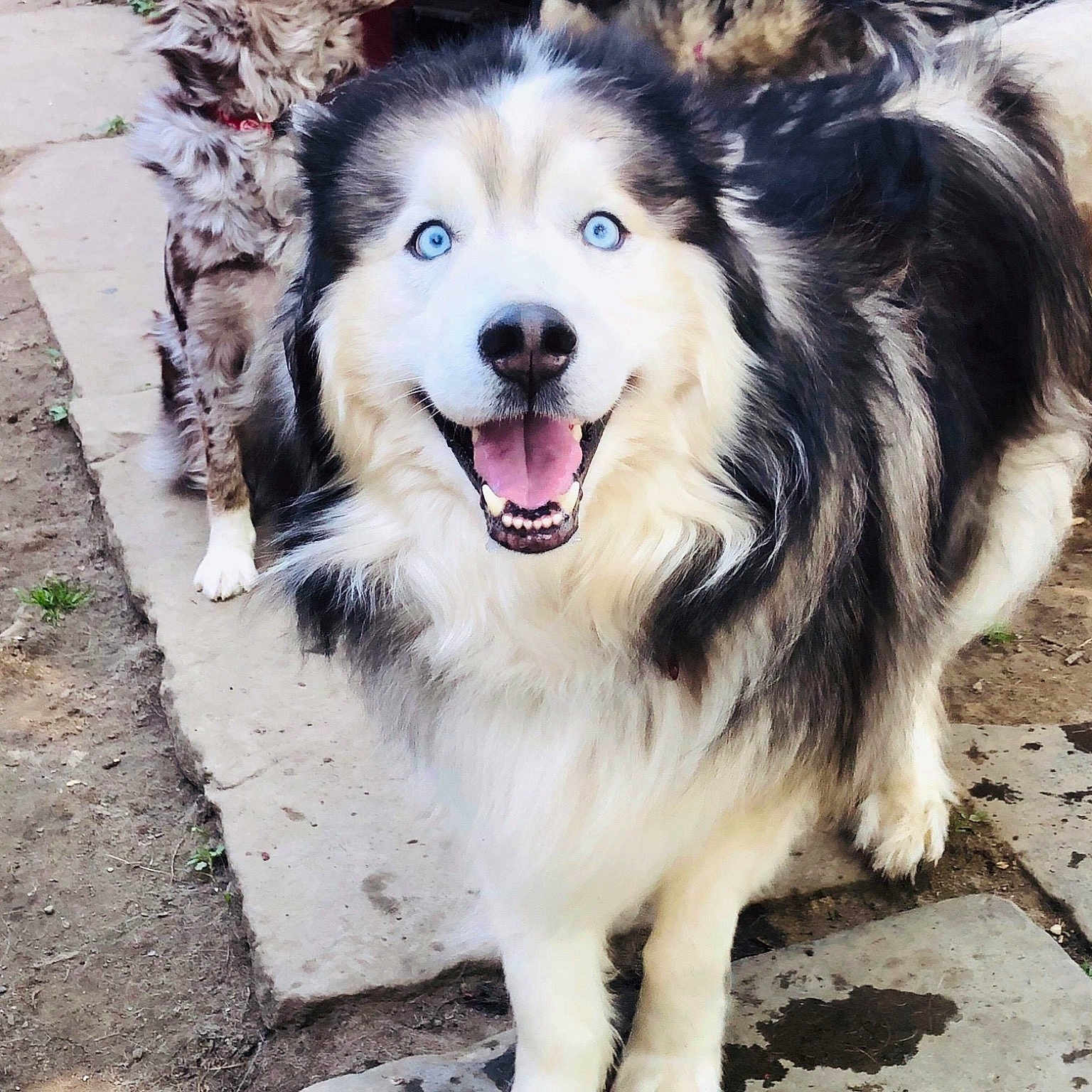 Thunder joined the competition — help win amazing prizes! alaskan_malamute, ancient_dog_breeds, border_collie, canidae, carnivore, dog, dog_breed, herding_dog, mammal, native_american_indian_dog, nose, rare_breed_dog, seppala_siberian_sleddog, siberian_husky, sky, smile, snout, sporting_group, vertebrate, working_dog
