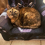 Smores joined the competition — help win amazing prizes! cat, tortoiseshell_cat, pet, chair, black_panther, feline, fur, indoor, tile_floor, animal, resting, cozy, curled_up, home, cute, looking, sitting, comfortable, close_up, relaxed