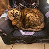 cat, tortoiseshell_cat, pet, chair, black_panther, feline, fur, indoor, tile_floor, animal, resting, cozy, curled_up, home, cute, looking, sitting, comfortable, close_up, relaxed