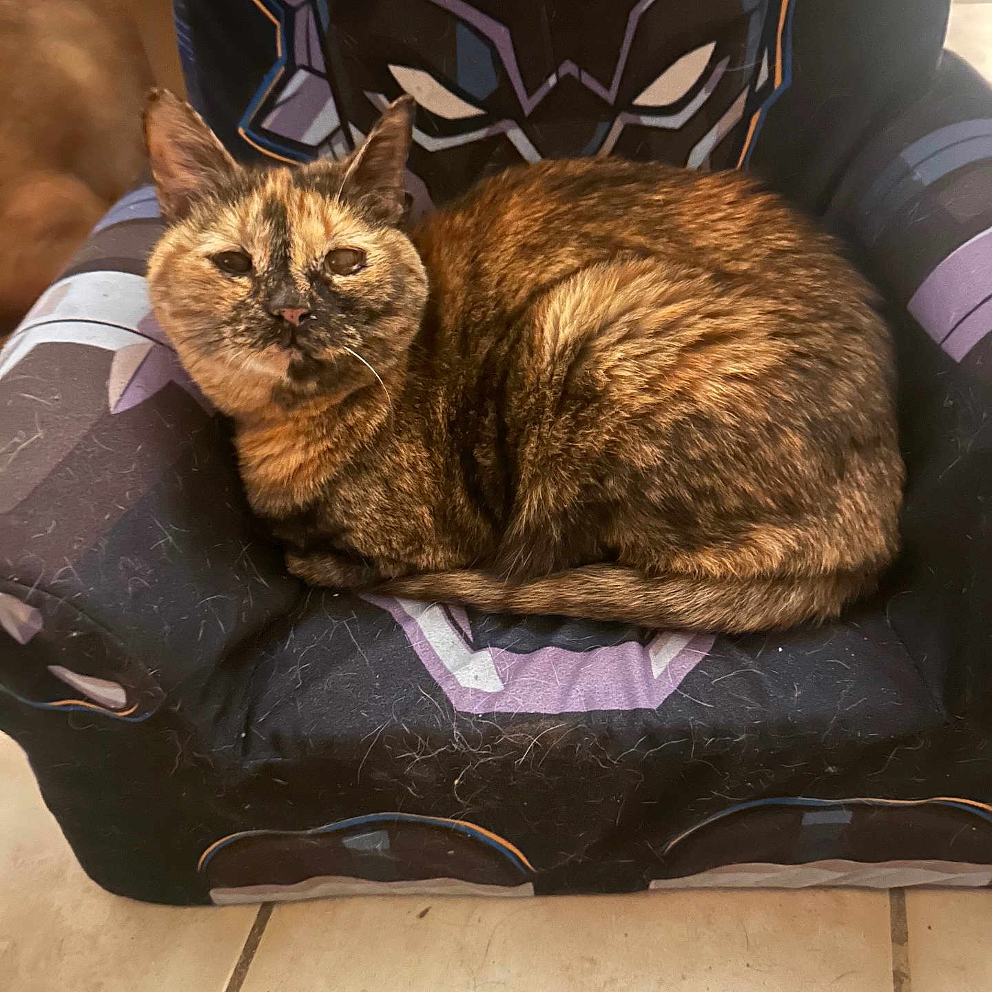 Smores joined the competition — help win amazing prizes! cat, tortoiseshell_cat, pet, chair, black_panther, feline, fur, indoor, tile_floor, animal, resting, cozy, curled_up, home, cute, looking, sitting, comfortable, close_up, relaxed