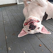 Isabelle joined the competition — help win amazing prizes! dog, white_dog, black_spots, upside_down, porch, wooden_floor, playful, teeth, ears, paws, pet, animal, happy, smiling, domestic_animal, outdoor, relaxed, canine, funny_pose, tongue