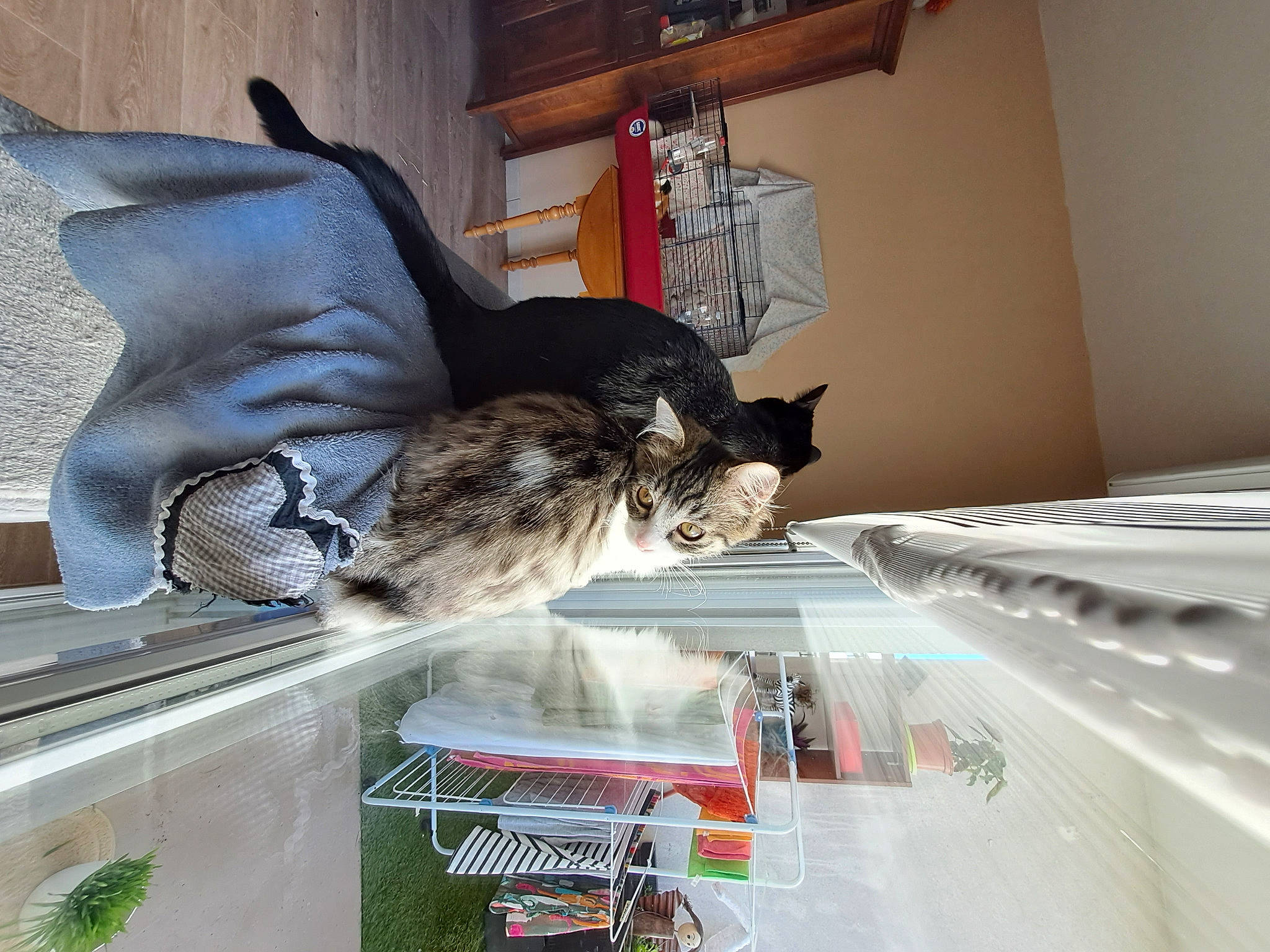 Sauvage Et Uzuce a rejoint le concours — aidez-le/la à gagner de superbes lots ! carnivore, cat, comfort, domestic_short_haired_cat, felidae, flooring, fur, hardwood, house, room, small_to_medium_sized_cats, tail, whiskers, window, wood