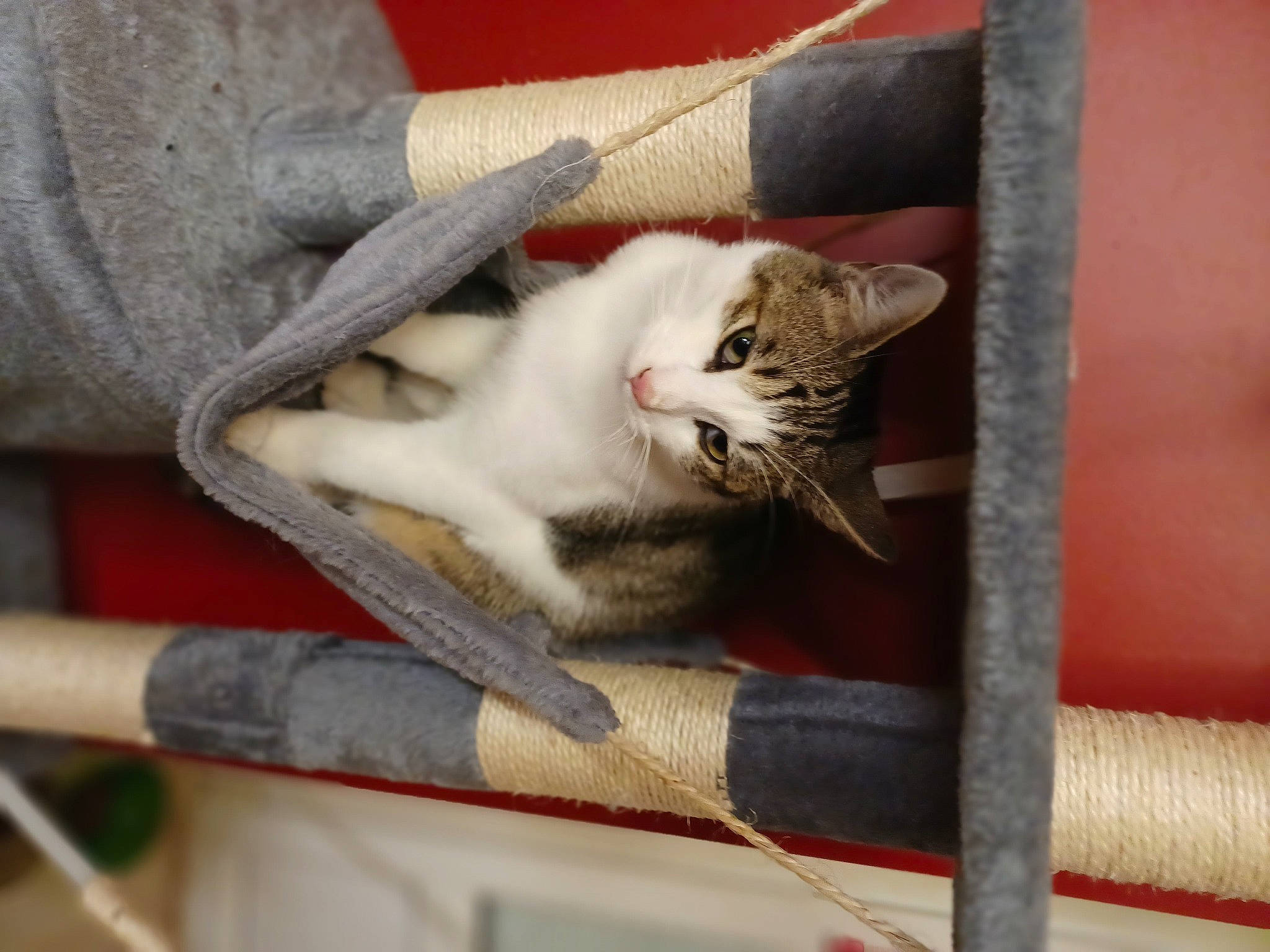 Shelby a rejoint le concours — aidez-le/la à gagner de superbes lots ! carnivore, cat, claw, comfort, domestic_short_haired_cat, fawn, felidae, fur, grey, paw, small_to_medium_sized_cats, tail, whiskers, wood