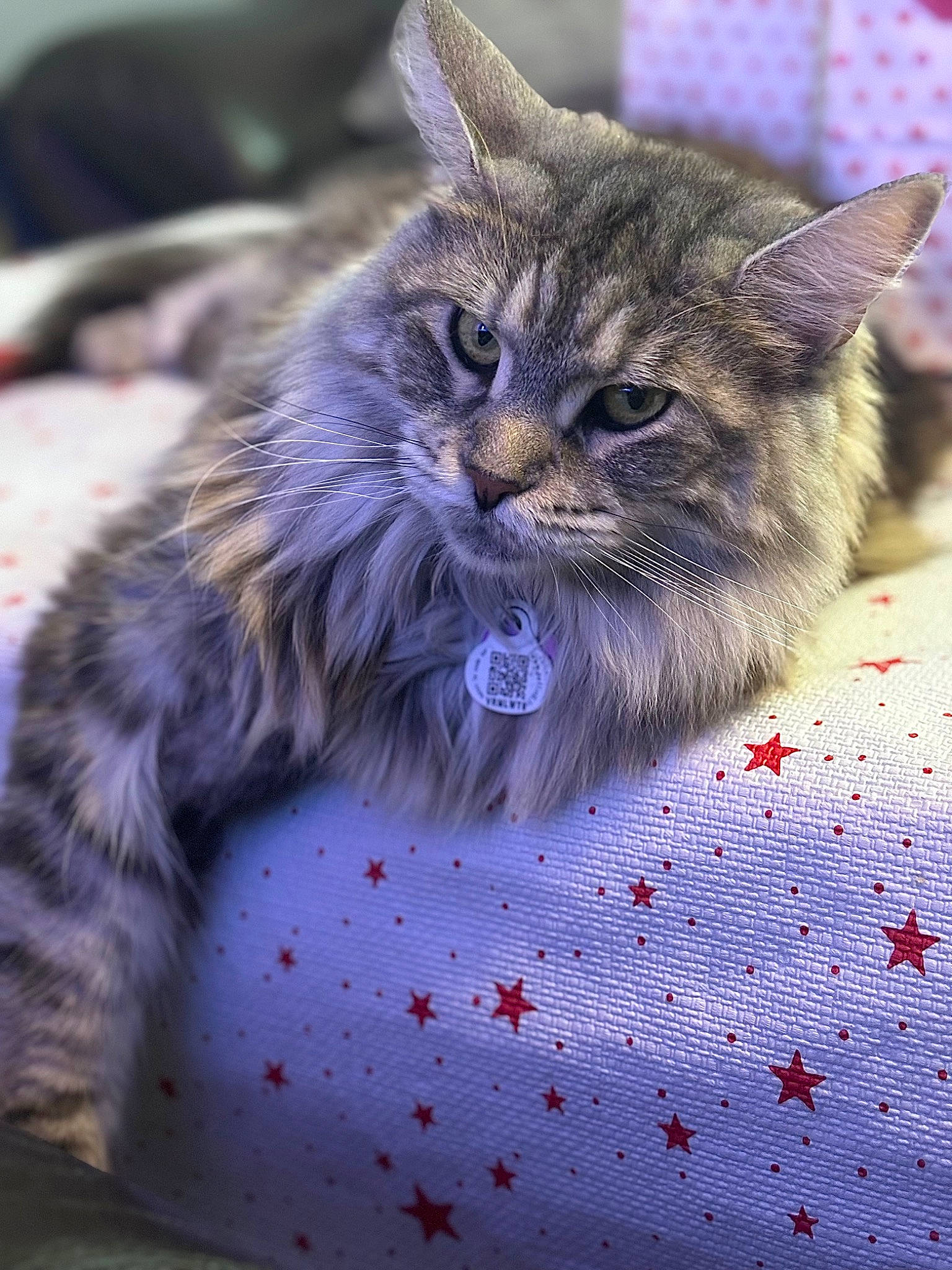 Stella a rejoint le concours — aidez-le/la à gagner de superbes lots ! carnivore, cat, claw, domestic_short_haired_cat, felidae, fur, pattern, paw, photo_caption, small_to_medium_sized_cats, snout, tail, whiskers