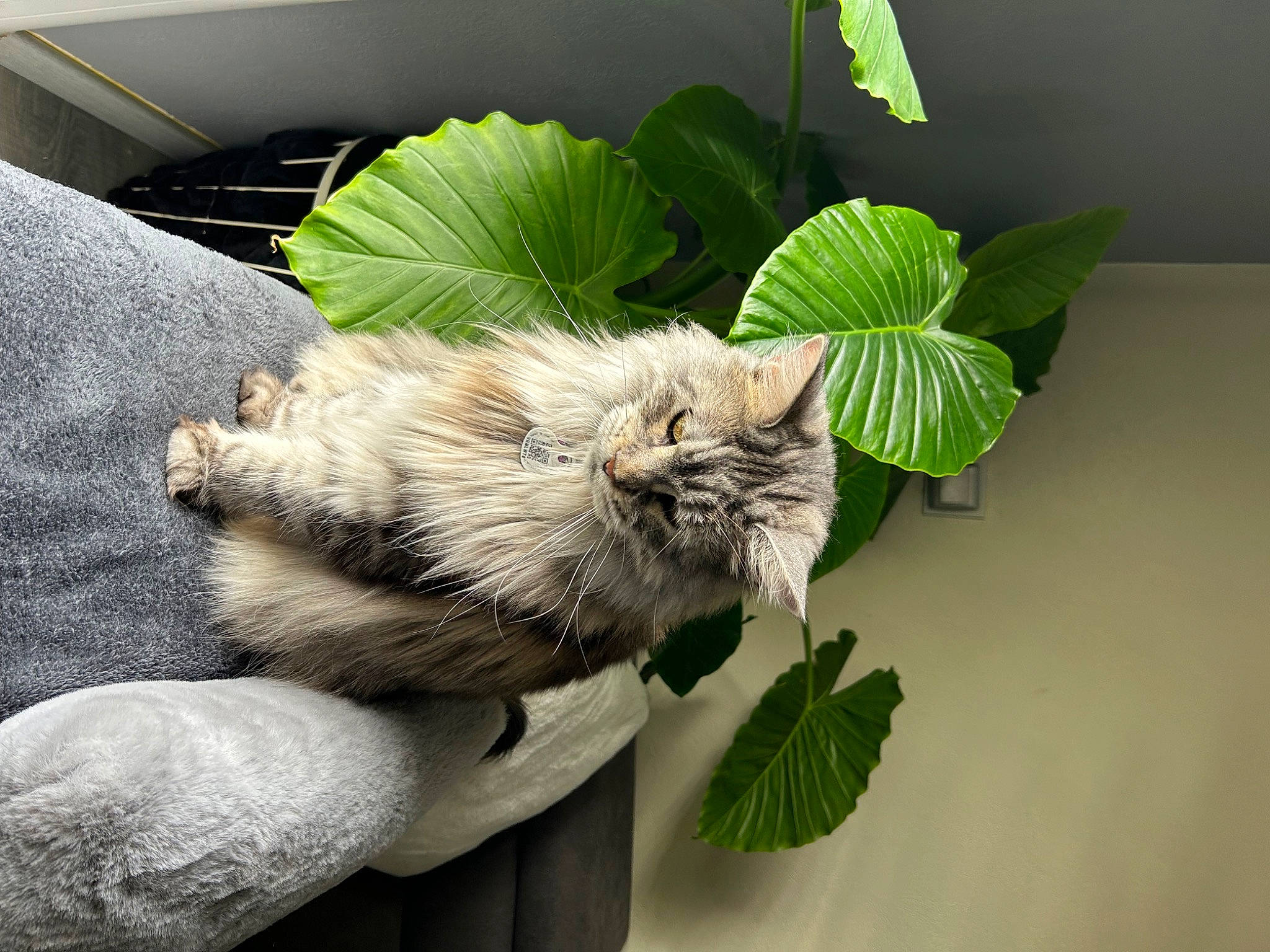 Stella a rejoint le concours — aidez-le/la à gagner de superbes lots ! carnivore, cat, claw, domestic_short_haired_cat, felidae, fur, grass, herb, leaf_vegetable, plant, plant_pathology, plant_stem, romaine_lettuce, small_to_medium_sized_cats, snout, tail, terrestrial_animal, tree, whiskers, wildlife