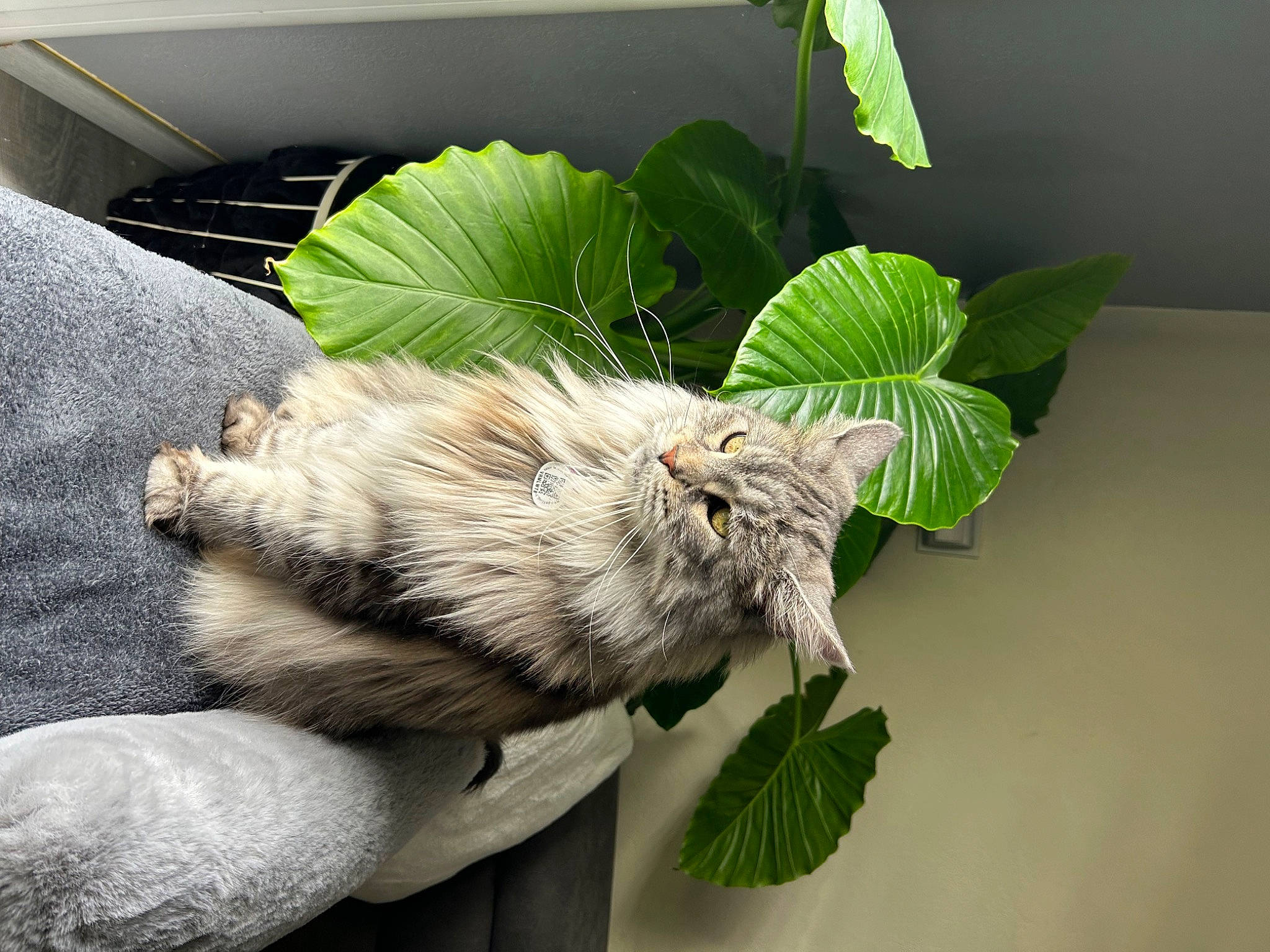 Stella participe au concours pour gagner de l'argent avec cette photo : carnivore, cat, claw, domestic_short_haired_cat, felidae, fur, grass, herb, leaf_vegetable, plant, small_to_medium_sized_cats, snout, tail, terrestrial_animal, tree, whiskers, wildlife, wing