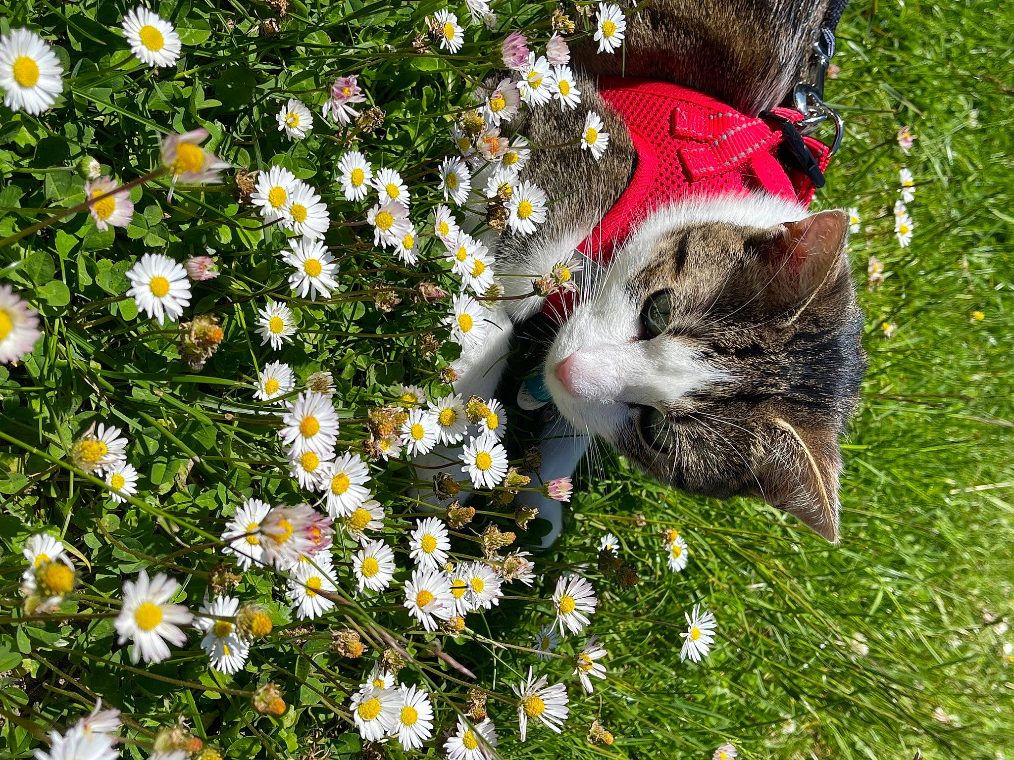 Ruby participe au concours pour gagner de l'argent avec cette photo : annual_plant, art, camomile, cat, chamaemelum_nobile, felidae, flower, flowering_plant, grass, groundcover, lawn, meadow, natural_landscape, oxeye_daisy, people_in_nature, petal, plant, shrub, vegetation, whiskers