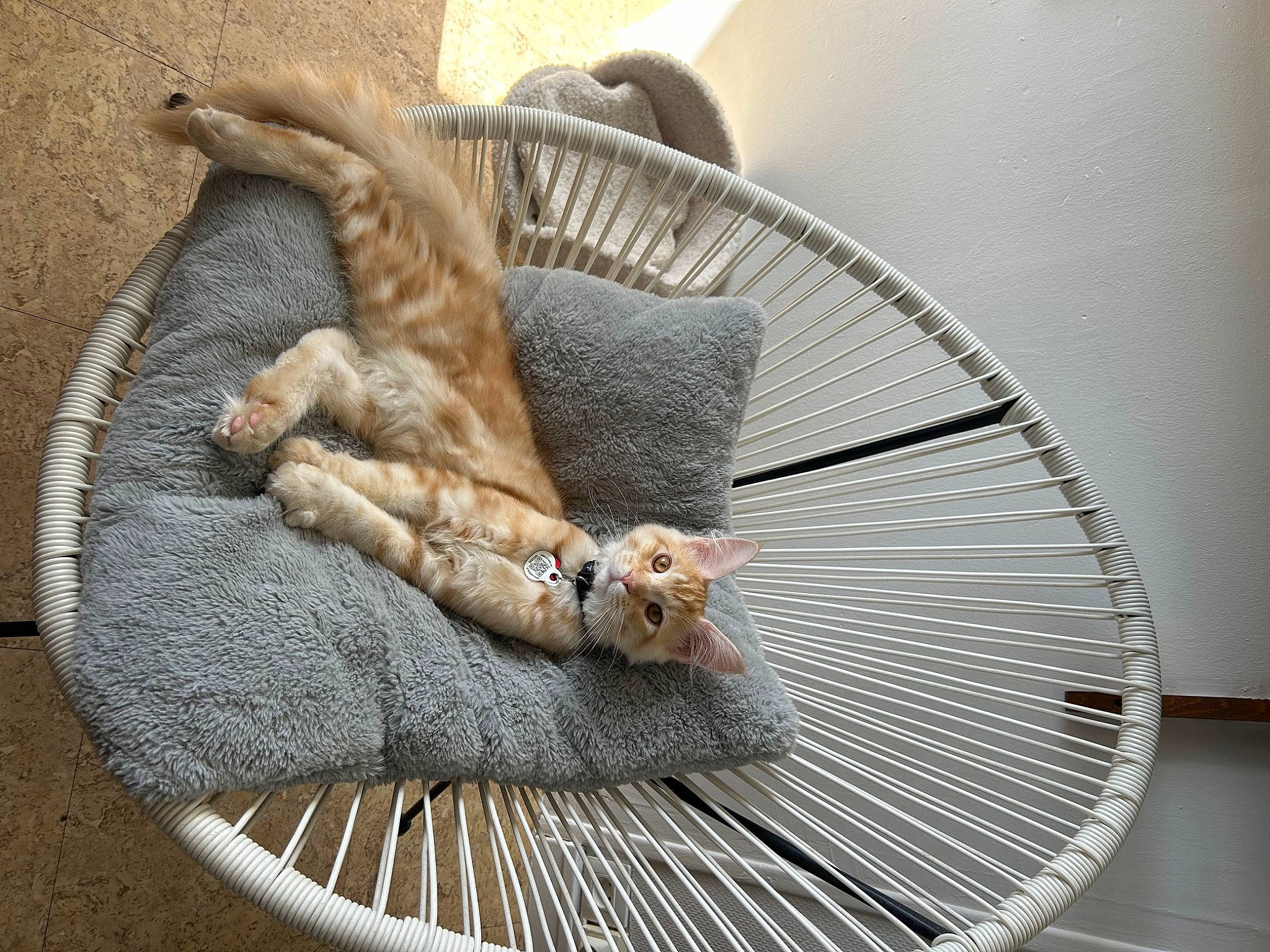 Ultime participe au concours pour gagner de l'argent avec cette photo : canidae, carnivore, cat, cat_bed, cat_supply, claw, comfort, companion_dog, dog_supply, fawn, felidae, fur, paw, pet_supply, small_to_medium_sized_cats, sporting_group, tail, terrestrial_animal, whiskers, wood