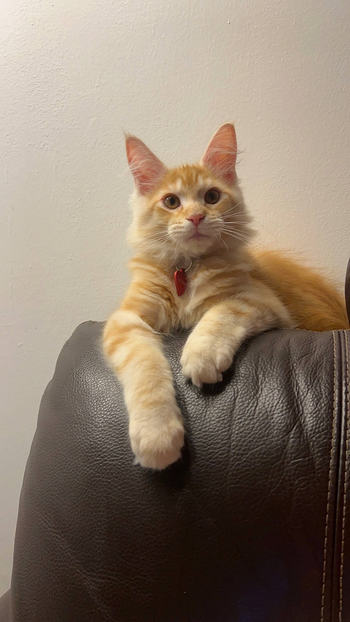 Ultime a rejoint le concours — aidez-le/la à gagner de superbes lots ! carnivore, cat, claw, comfort, domestic_short_haired_cat, fawn, felidae, fur, paw, sitting, small_to_medium_sized_cats, snout, tail, whiskers