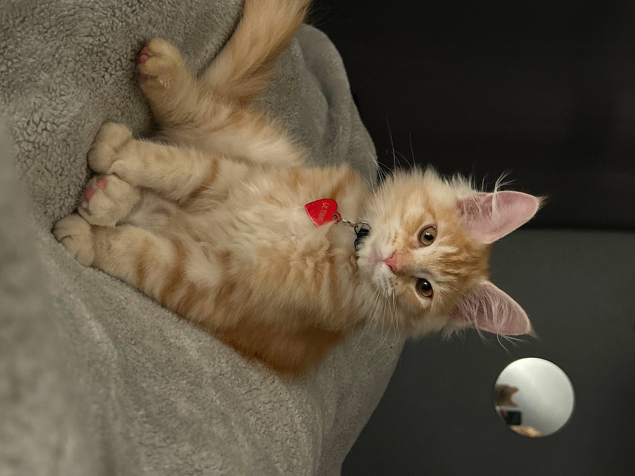 Ultime a rejoint le concours — aidez-le/la à gagner de superbes lots ! carnivore, cat, cat_toy, claw, comfort, domestic_short_haired_cat, ear, fawn, felidae, foot, fur, gesture, paw, small_to_medium_sized_cats, snout, tail, whiskers