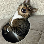 Wilow joined the competition — help win amazing prizes! animal, carpet, cat, cozy, cute, domestic_cat, ears, expression, feline, fur, indoor, mouth_open, paws, pet_bed, playful, relaxed, resting, soft, tabby, whiskers