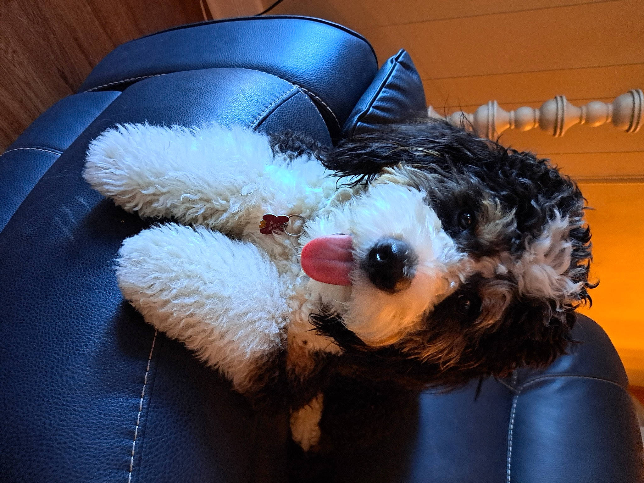 Julius joined the competition — help win amazing prizes! bear, canidae, carmine, carnivore, comfort, companion_dog, couch, dog_breed, dog_clothes, fur, plush, small_terrier, sporting_group, stuffed_toy, teddy_bear, toy, toy_dog, whiskers, working_animal, yorkshire_terrier