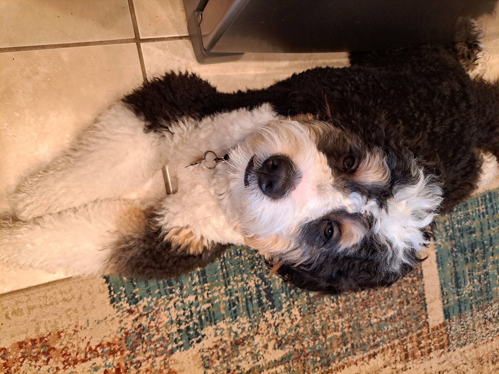 Julius joined the competition — help win amazing prizes! canidae, carnivore, claw, companion_dog, dog, dog_breed, fawn, fur, labradoodle, paw, puppy, puppy_love, snout, sporting_group, tail, terrestrial_animal, terrier, toy_dog, whiskers, working_animal