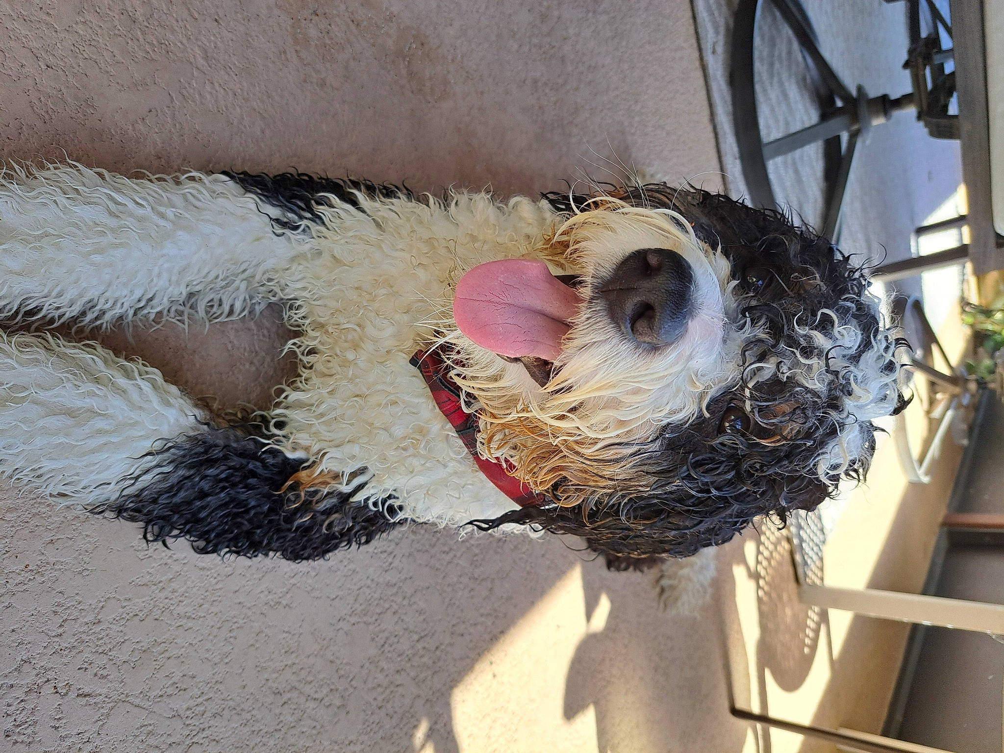 Julius joined the competition — help win amazing prizes! eyelash, feather, fur, natural_material, rope, rope_rhythmic_gymnastics, twig, wheel, wood, wool