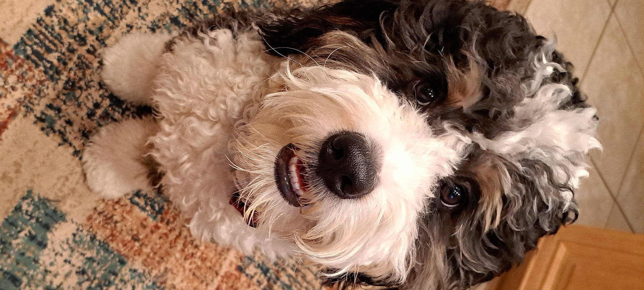 Julius is registered to the contest to win money with this photo: canidae, carnivore, companion_dog, dog, dog_breed, dog_collar, dog_supply, fur, labradoodle, maltepoo, pattern, schnauzer, shih_poo, small_terrier, snout, sporting_group, terrier, toy_dog, water_dog, working_animal